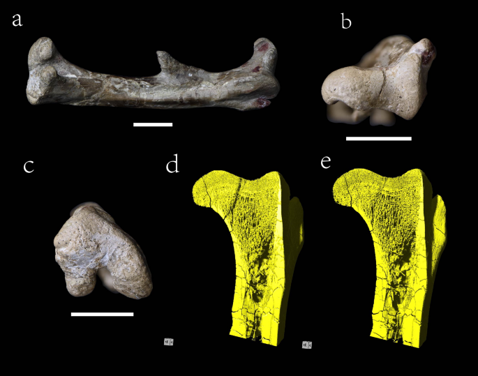 Deep learning-aided segmentation combined with finite element analysis reveals a more natural biomechanic of dinosaur fossil