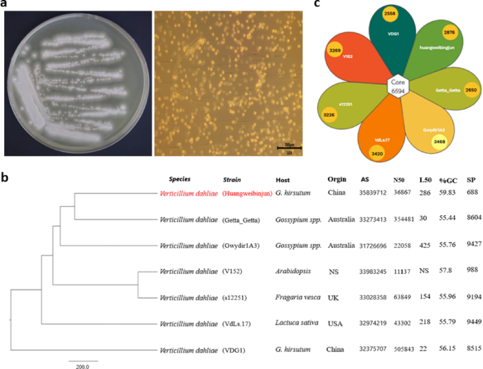 Genome sequencing of a novel Verticillium dahliae strain (huangweibingjun)