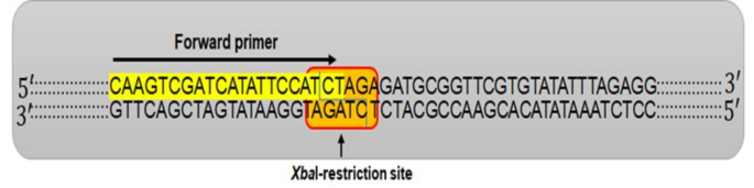 A novel XbaI multiplex PCR method for rapid typing of Klebsiella pneumoniae strains