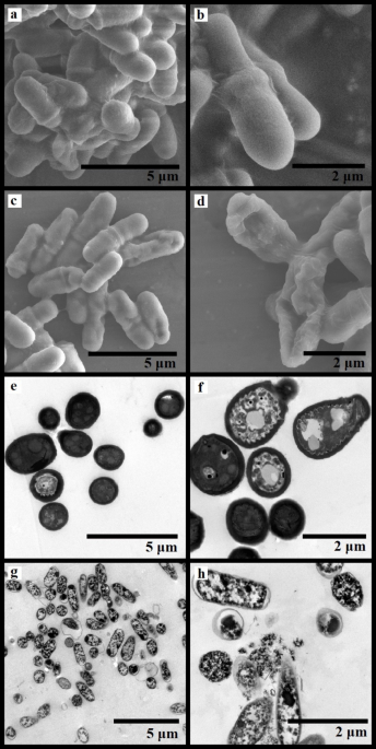 Evaluation of Satanin 1 as a potential antifungal antimicrobial peptide to treat Malassezia infections
