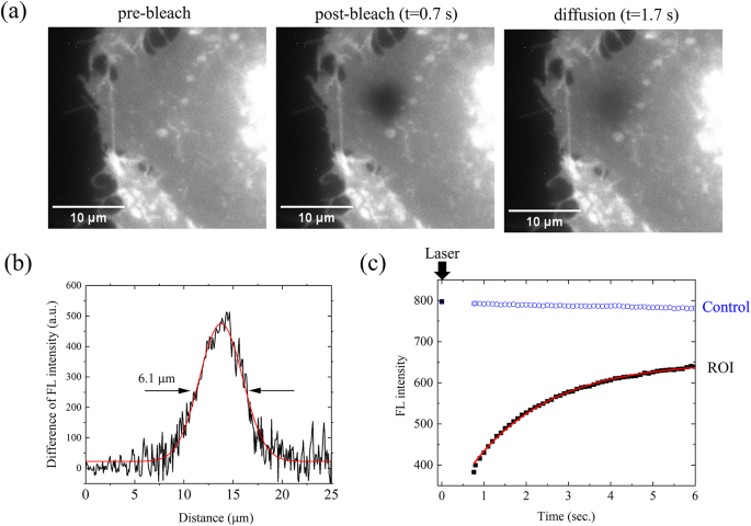 Order-disorder phase transition of cell membrane induced by THz irradiation