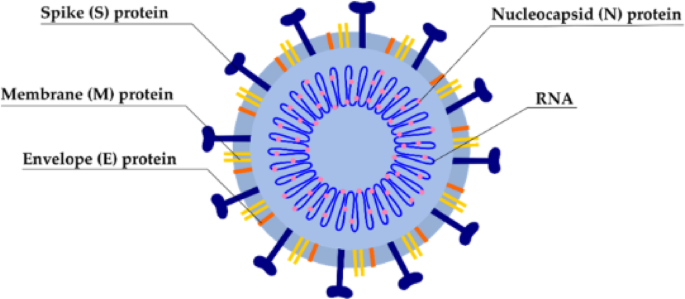 Ultra-sensitive heterojunction double gate BioTFET device for SARS-CoV-2 biomolecules detection