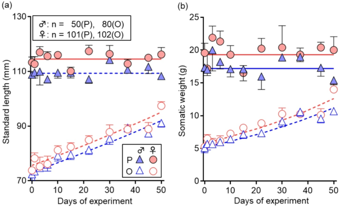 Size-dependent resource allocation to reproduction in Japanese anchovies (Engraulis japonicus)