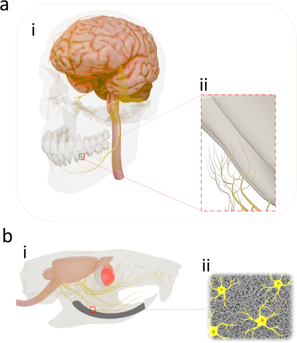 Surgical considerations towards inducing proprioceptive feedback in dental implants