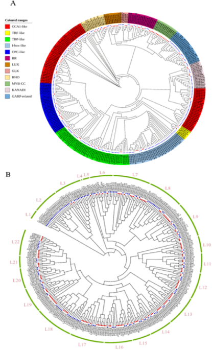 Expression analysis and functional study of honeysuckle MYB transcription factors under drought stress