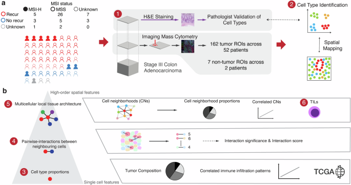 The single-cell spatial landscape of stage III colorectal cancers
