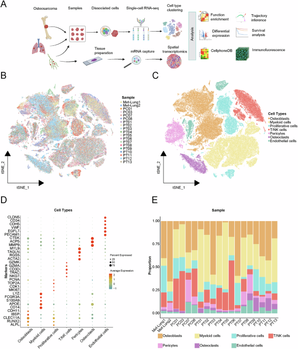 Single-cell and spatial transcriptomics reveals the key role of MCAM+ tip-like endothelial cells in osteosarcoma metastasis