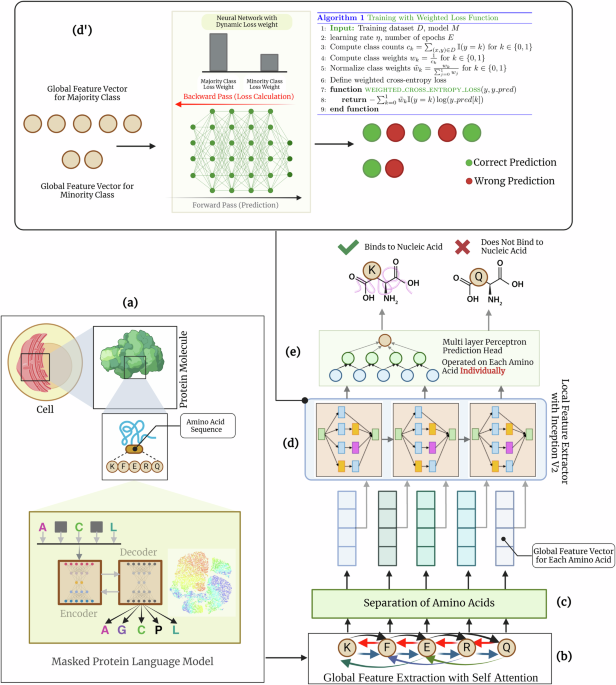 TransBind allows precise detection of DNA-binding proteins and residues using language models and deep learning