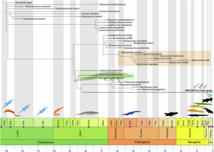 Expanded phylogeny elucidates Deinosuchus relationships, crocodylian osmoregulation and body-size evolution