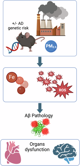 Particulate matter and co-occurring genetic risk induce oxidative stress and cardiac and brain Alzheimer’s pathology