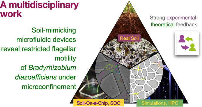 Soil-mimicking microfluidic devices reveal restricted flagellar motility of Bradyrhizobium diazoefficiens under microconfinement