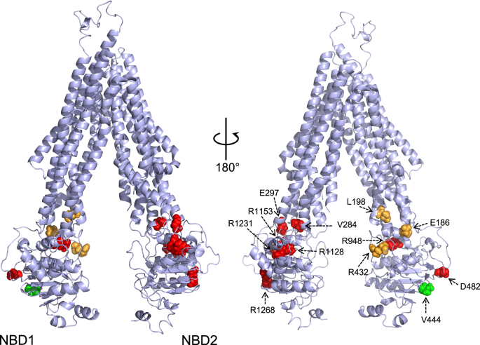 A structural and mechanistic model for BSEP dysfunction in PFIC2 cholestatic disease