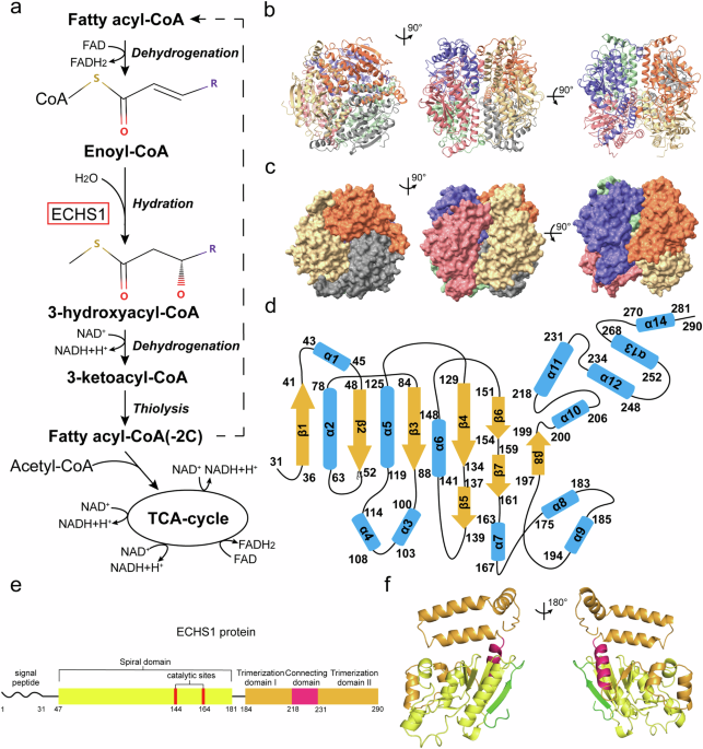 Structural and biochemical mechanism of short-chain enoyl-CoA hydratase (ECHS1) substrate recognition