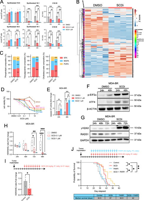 Targeting SCD triggers lipotoxicity of cancer cells and enhances anti-tumor immunity in breast cancer brain metastasis mouse models