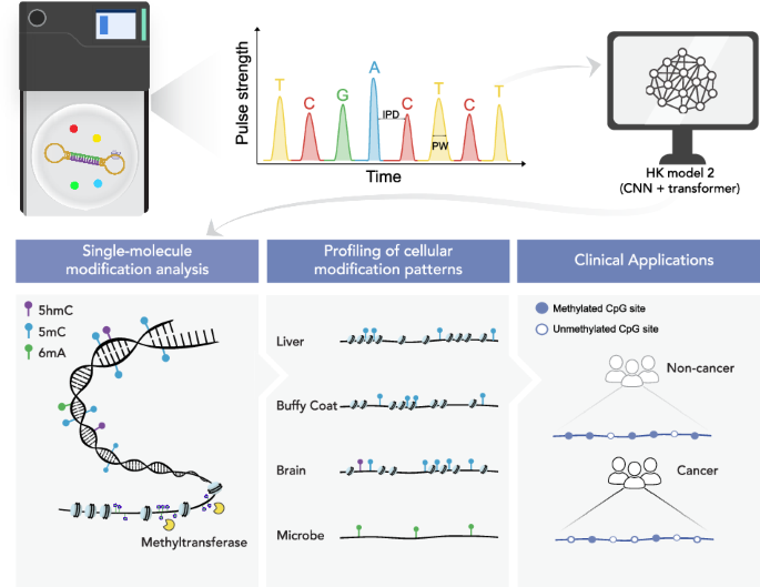 Transformer-based deep learning for accurate detection of multiple base modifications using single molecule real-time sequencing