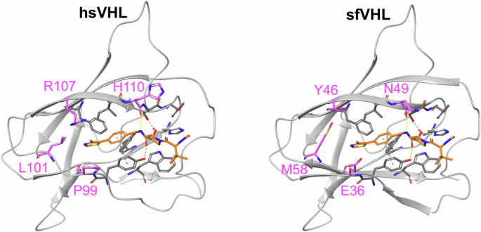 Pioneering protein degradation for agricultural applications