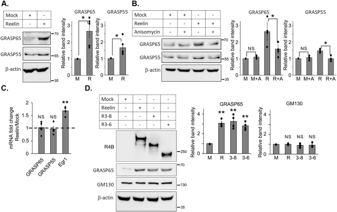 GRASPs link Reelin to the Golgi during neocortical development to control neuronal migration and dendritogenesis