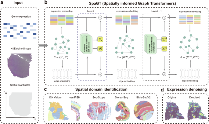 Spatially informed graph transformers for spatially resolved transcriptomics