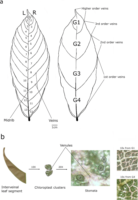 Spatial patterning of chloroplasts and stomata in developing cacao leaves