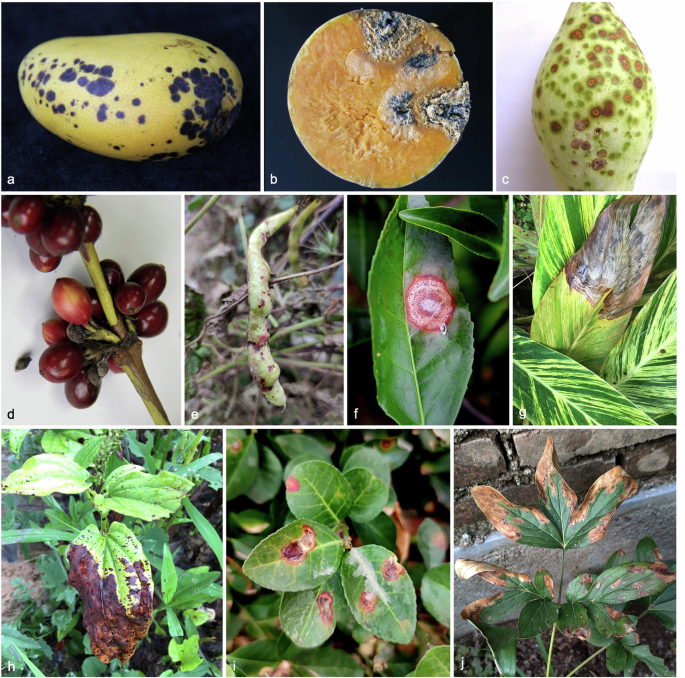 Phylogenomics and adaptive evolution of the Colletotrichum gloeosporioides species complex