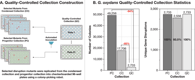 Direct genome-scale screening of Gluconobacter oxydans B58 for rare earth element bioleaching
