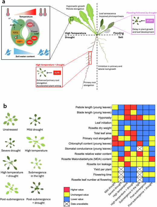 Mechanisms of plant acclimation to multiple abiotic stresses