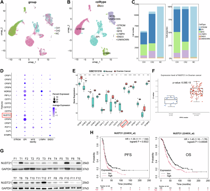 IGF2BP3 recruits NUDT21 to regulate SPTBN1 alternative polyadenylation and drive ovarian cancer progression