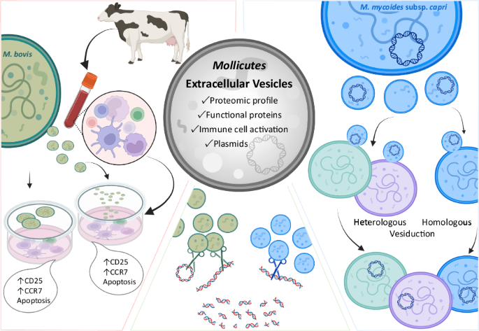 Extracellular vesicles of minimalistic Mollicutes as mediators of immune modulation and horizontal gene transfer