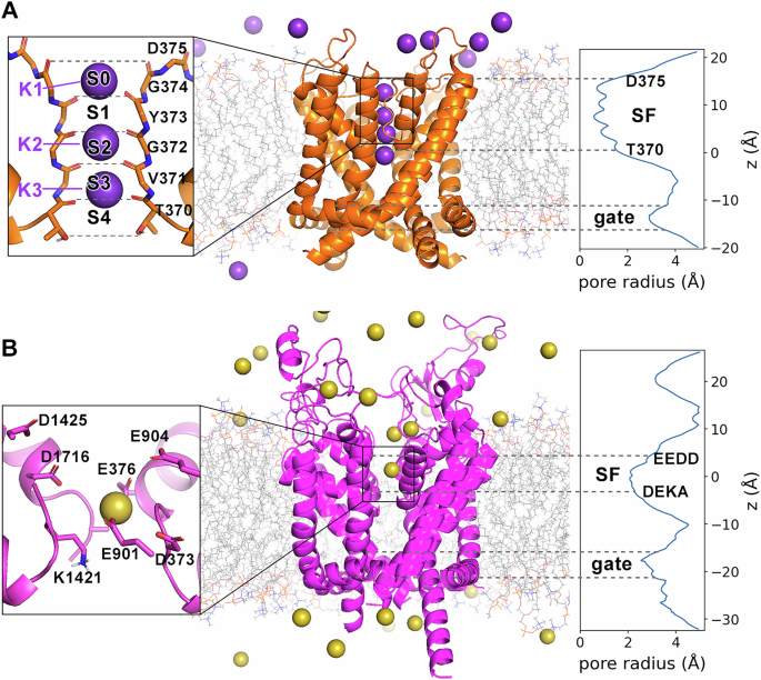 Impact of a Terahertz electromagnetic field on the ion permeation of potassium and sodium channels