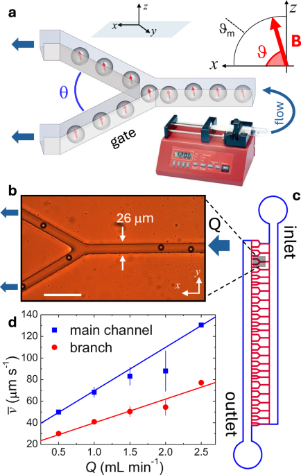 Controlling colloidal flow through a microfluidic Y-junction