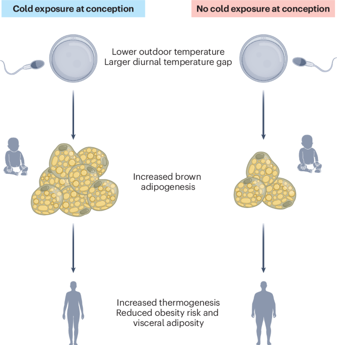Intergenerational metabolic effects of cold exposure