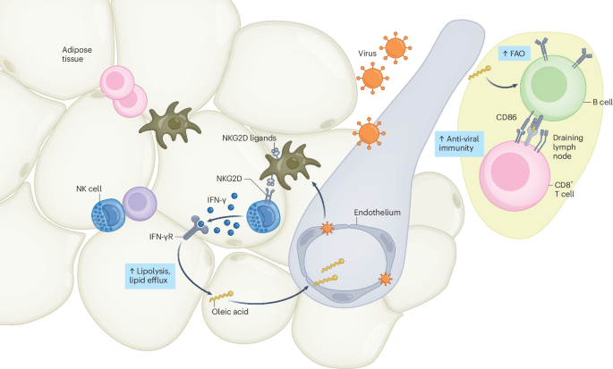 The art of war: burning stores to fuel anti-viral immunity
