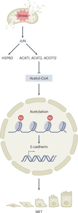 UPRmt controls the mesenchymal-to-epithelial transition