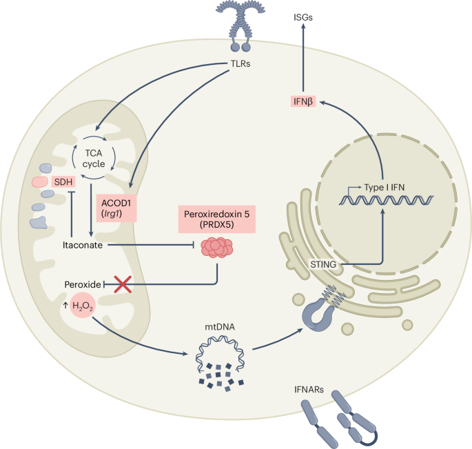 Itaconate boosts type I IFN response by disrupting cytoprotection