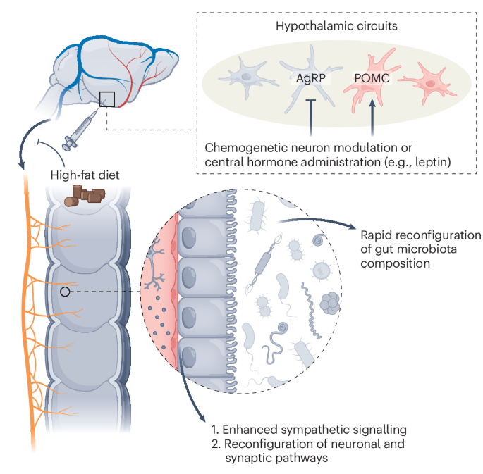 Mind over microbiota: neurons call the shots in the gut
