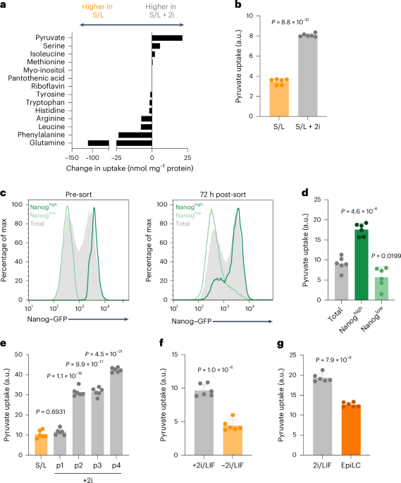 Intracellular metabolic gradients dictate dependence on exogenous pyruvate