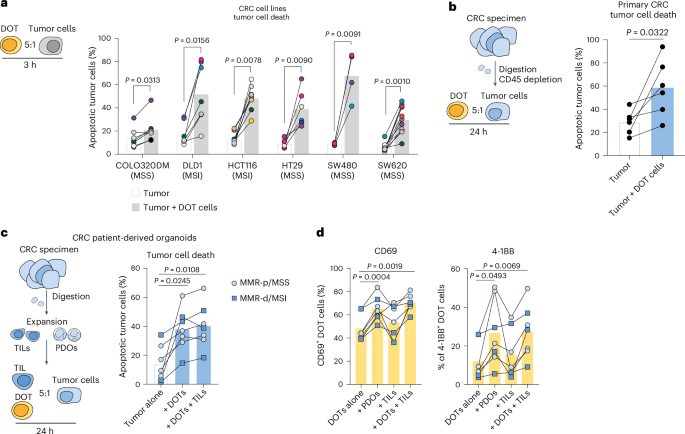 Dual modulation of cytotoxic and checkpoint receptors tunes the efficacy of adoptive Delta One T cell therapy against colorectal cancer