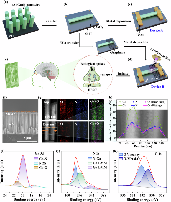 Improving multifunctional monolithic nano-device by single (Al,Ga)N nanowire/graphene van der Waals heterostructure for neuromorphic computing, photodetection and imaging