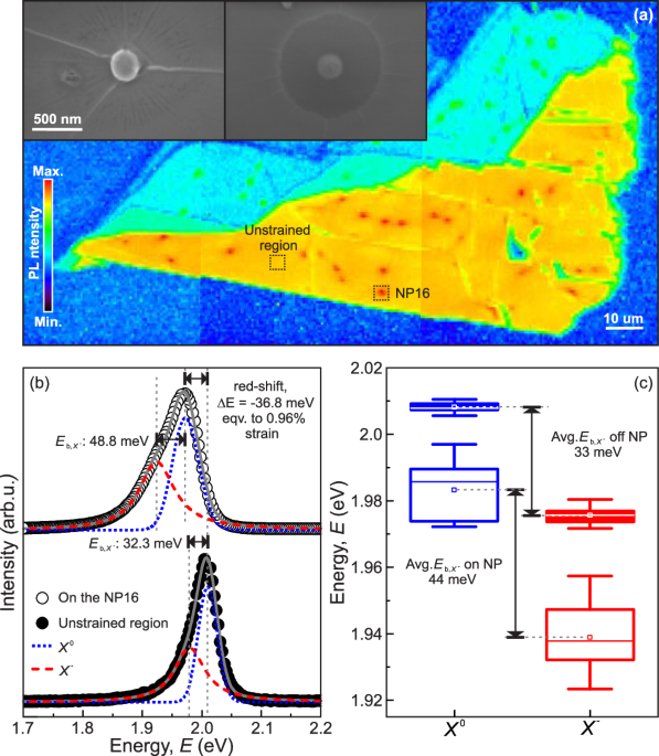 Large trion binding energy in monolayer WS2 via strain-enhanced electron–phonon coupling