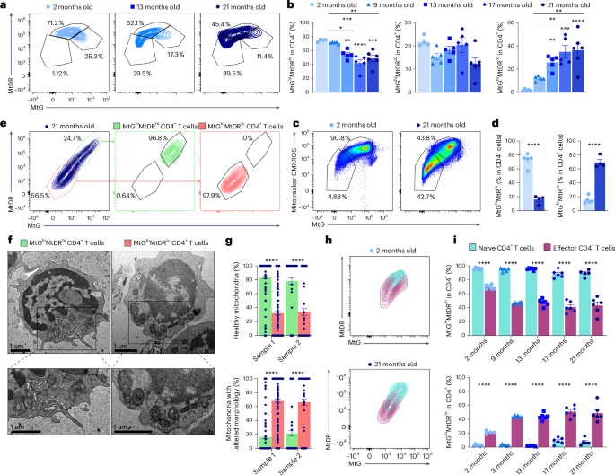KLRG1 identifies regulatory T cells with mitochondrial alterations that accumulate with aging