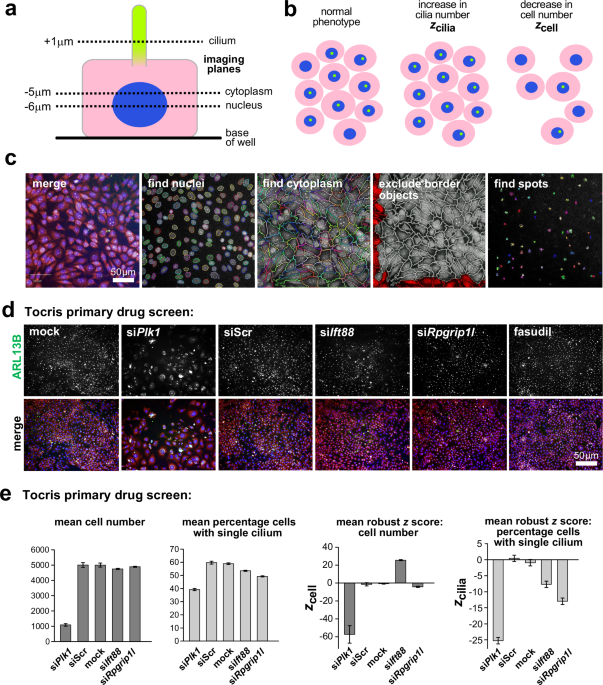Drug and siRNA screens identify ROCK2 as a therapeutic target for ciliopathies