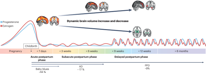 Maternal neuroplasticity and mental health during the transition to motherhood
