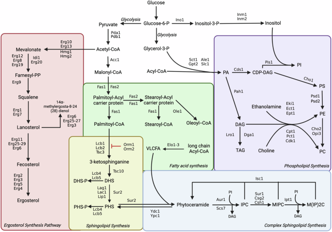 Targeting fungal lipid synthesis for antifungal drug development and potentiation of contemporary antifungals