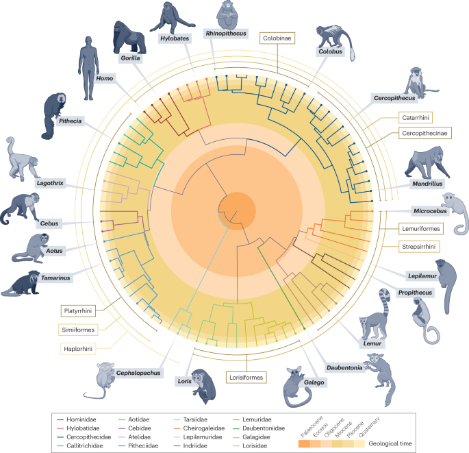 Genomic basis of non-human-primate diversity and adaptation