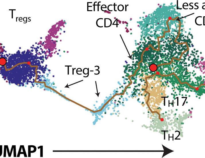 The response to anti–PD-1 and anti–LAG-3 checkpoint blockade is associated with regulatory T cell reprogramming | Science Translational Medicine