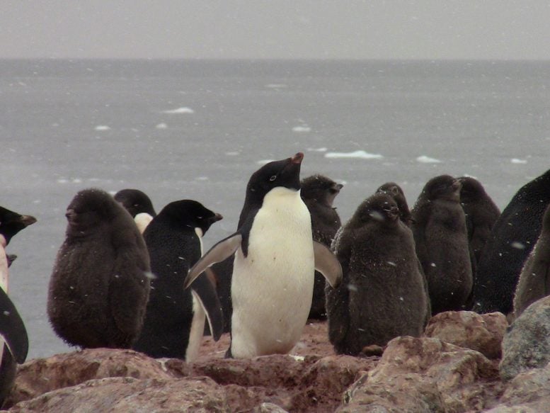 New Clues From Penguins Warn of a Global Mercury Crisis