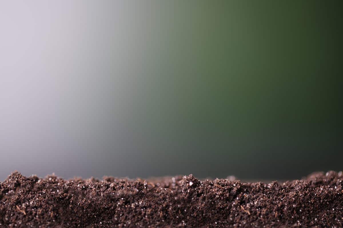 A Mysterious “Living Skin” Has Been Discovered Under Earth’s Surface