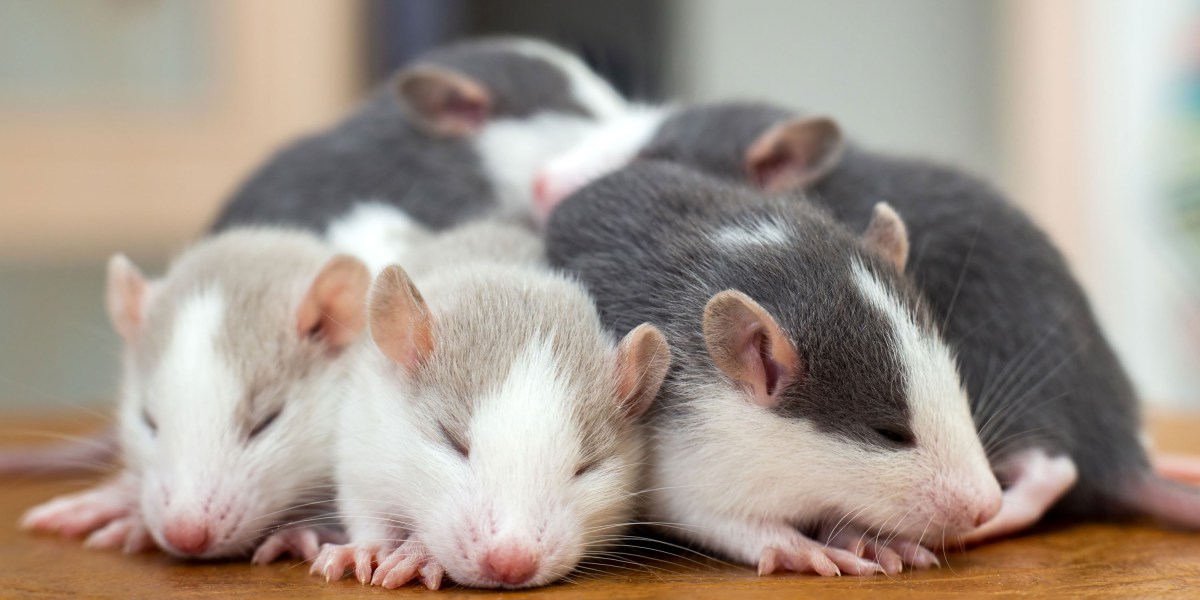 How the brain, with sleep, maps space
