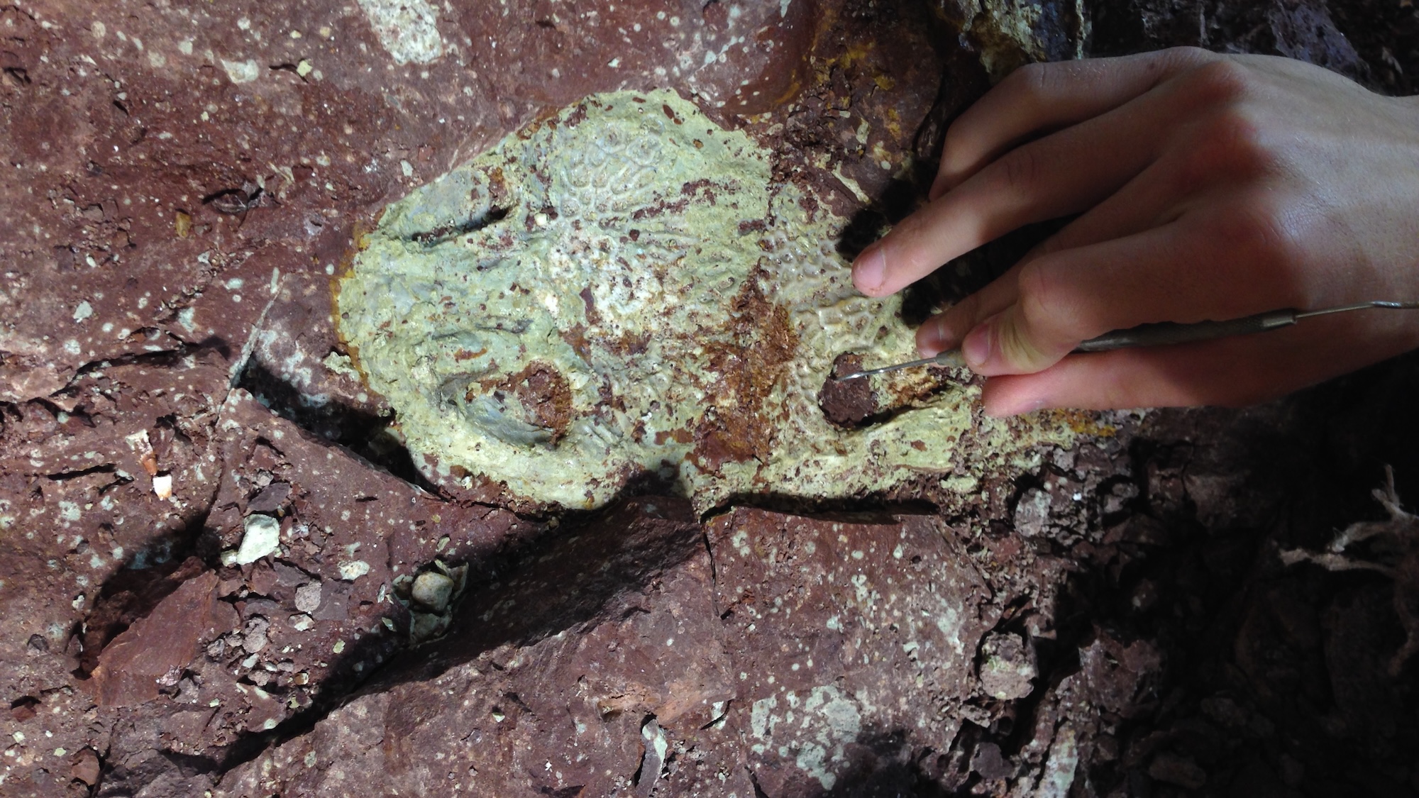 Ancient alligator-sized amphibians died under mysterious circumstances