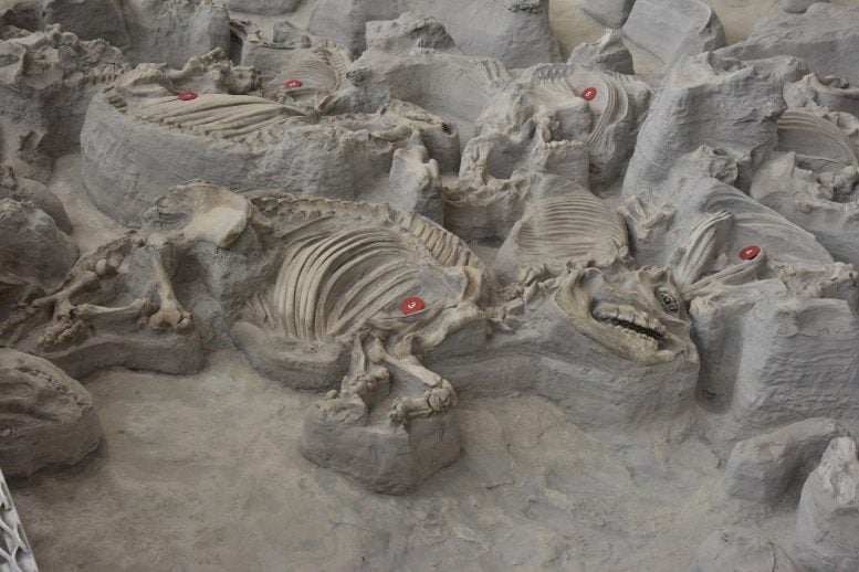 Ancient Fossils Reveal Massive Rhino Herds Once Roamed Nebraska